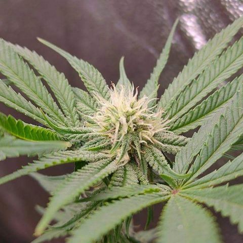 Mimosa Evo growlog timeline photo