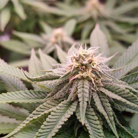 Mimosa Evo growlog timeline photo
