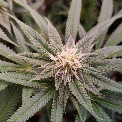 Mimosa Evo growlog timeline photo