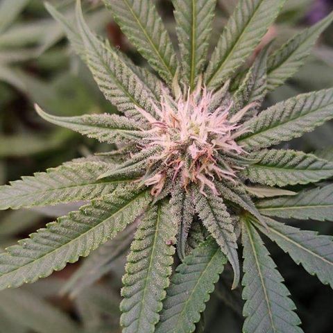 Mimosa Evo growlog timeline photo