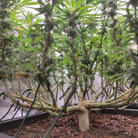 Mimosa Evo growlog timeline photo