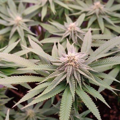 Mimosa Evo growlog timeline photo