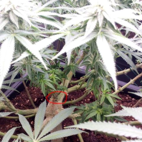 Mimosa Evo growlog timeline photo