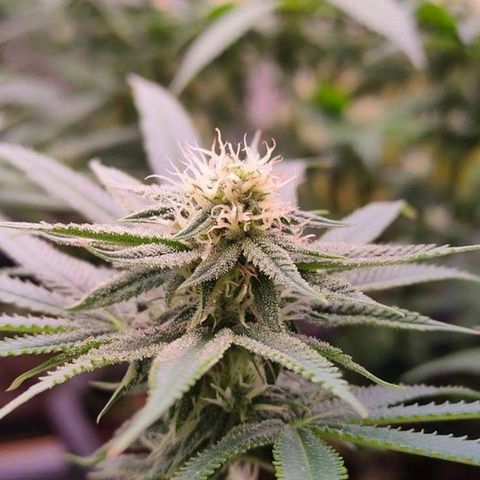 Mimosa Evo growlog timeline photo