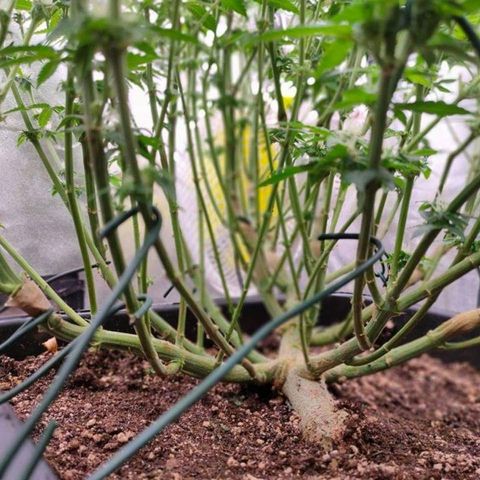 Mimosa Evo growlog timeline photo