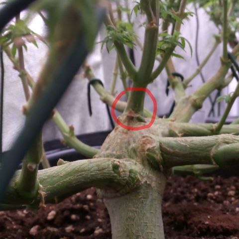 Mimosa Evo growlog timeline photo