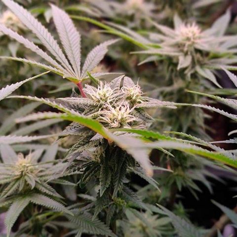 Mimosa Evo growlog timeline photo