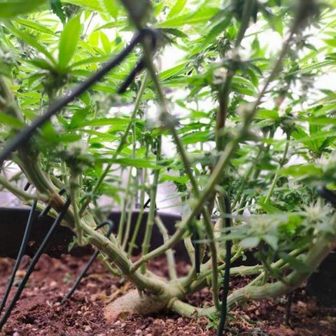 Mimosa Evo growlog timeline photo