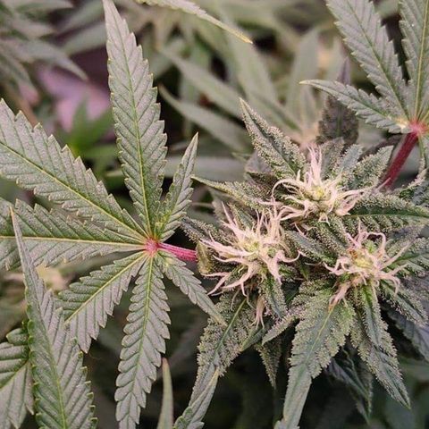 Mimosa Evo growlog timeline photo