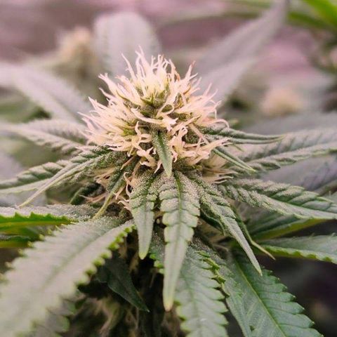 Mimosa Evo growlog timeline photo
