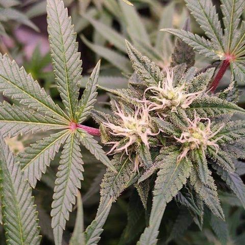 Mimosa Evo growlog timeline photo