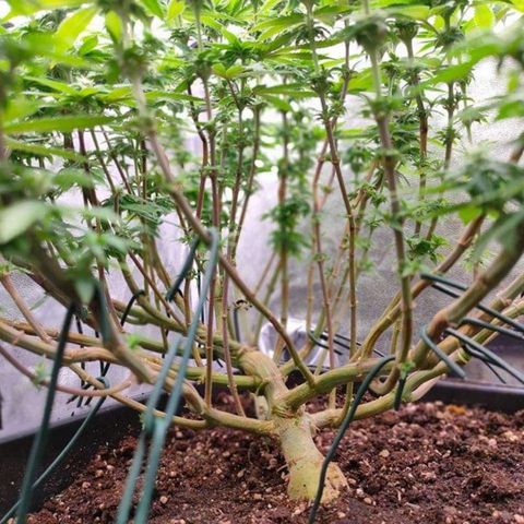 Mimosa Evo growlog timeline photo