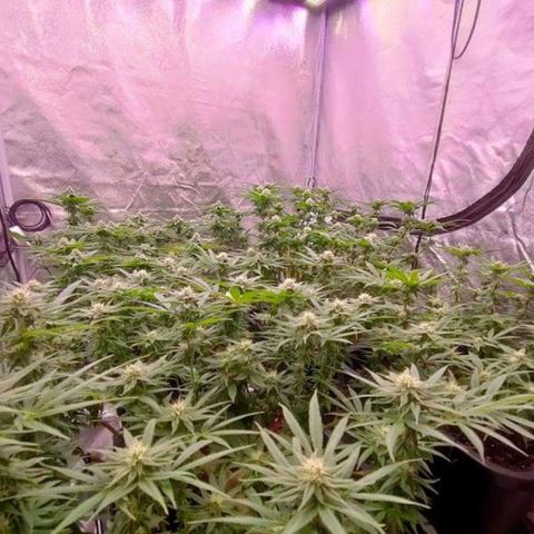 Mimosa Evo growlog timeline photo