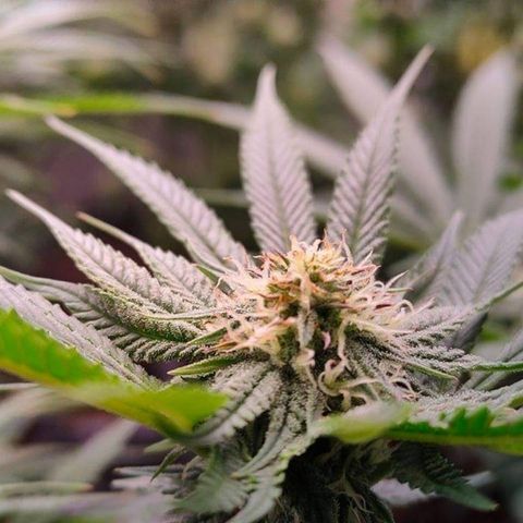 Mimosa Evo growlog timeline photo