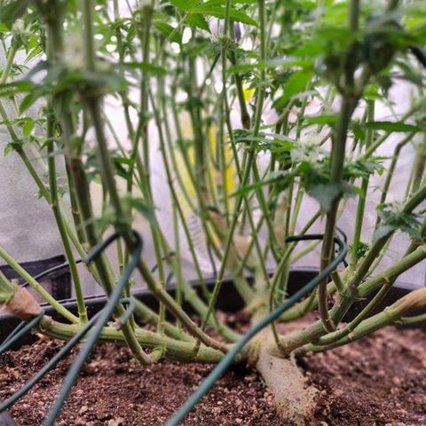 Mimosa Evo growlog timeline photo