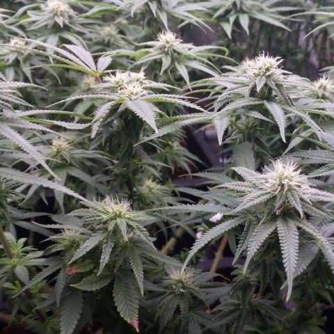 Mimosa Evo growlog timeline photo