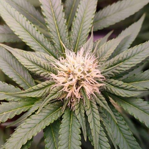 Mimosa Evo growlog timeline photo