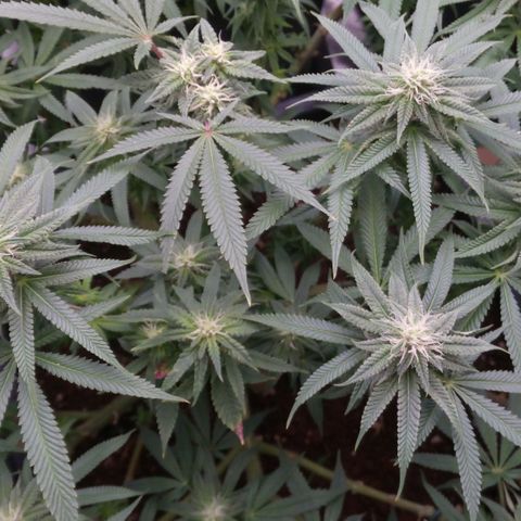Mimosa Evo growlog timeline photo