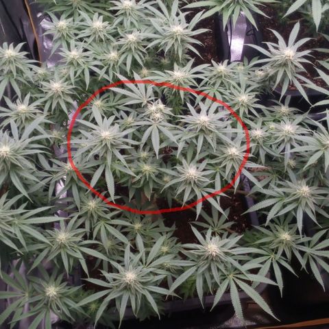 Mimosa Evo growlog timeline photo