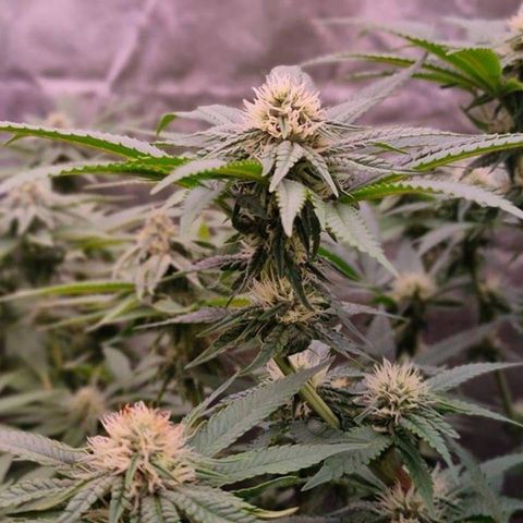 Mimosa Evo growlog timeline photo