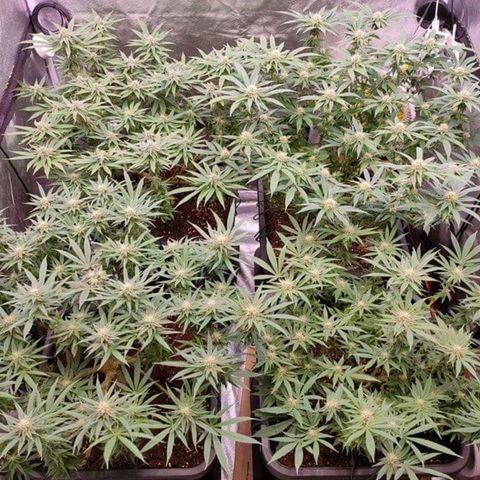 Mimosa Evo growlog timeline photo