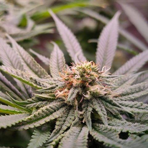 Mimosa Evo growlog timeline photo