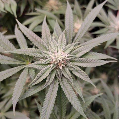 Mimosa Evo growlog timeline photo
