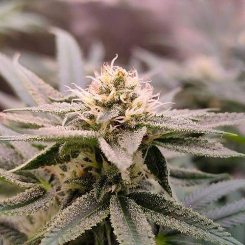 Mimosa Evo growlog timeline photo