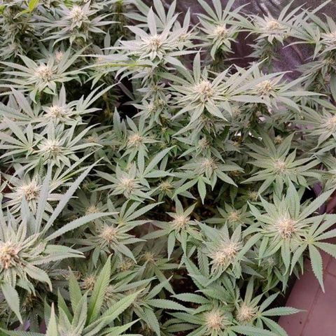 Mimosa Evo growlog timeline photo