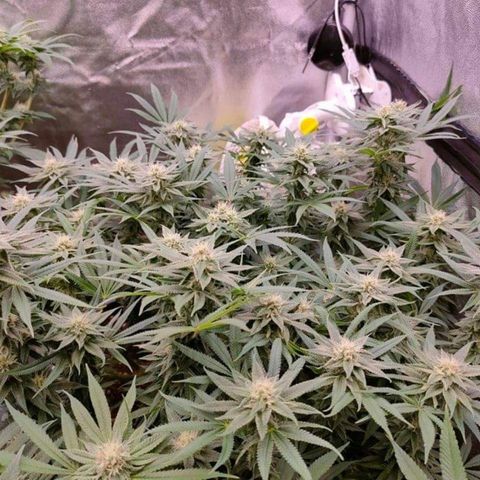 Mimosa Evo growlog timeline photo