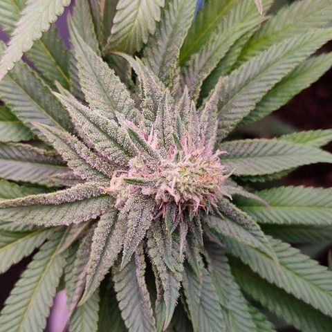 Mimosa Evo growlog timeline photo