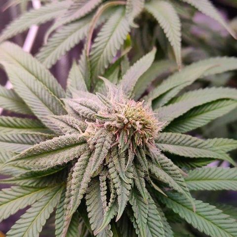 Mimosa Evo growlog photo: polyploïdes 😍😍😍