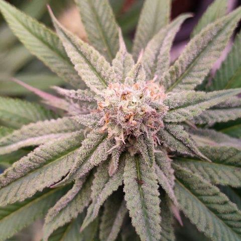 Mimosa Evo growlog timeline photo