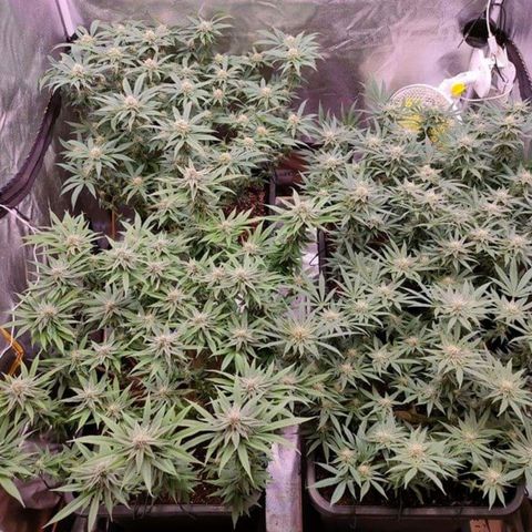 Mimosa Evo growlog timeline photo