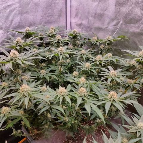 Mimosa Evo growlog timeline photo
