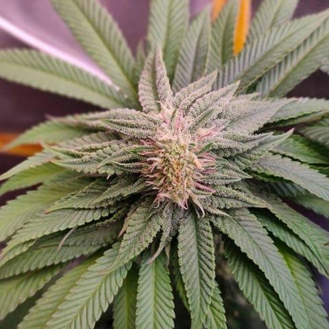 Mimosa Evo growlog photo: polyploïdes 😍😍😍