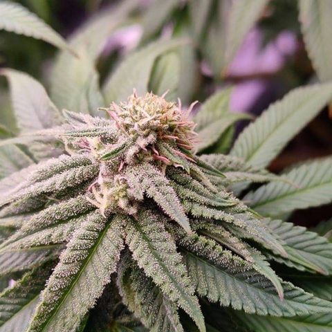 Mimosa Evo growlog photo: polyploïdes 😍😍😍