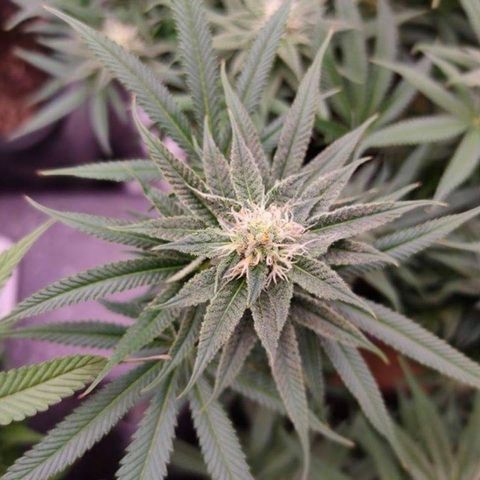 Mimosa Evo growlog timeline photo