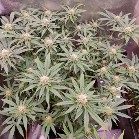 Mimosa Evo growlog timeline photo