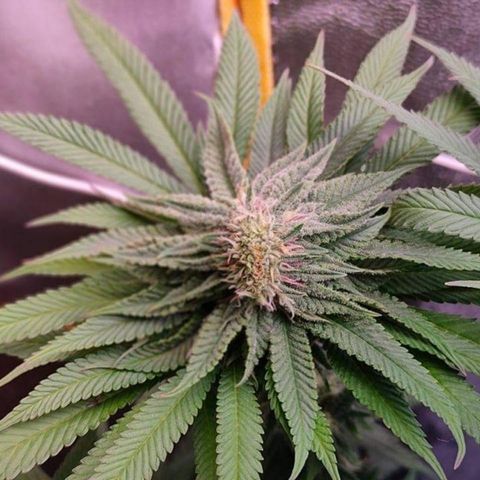 Mimosa Evo growlog timeline photo