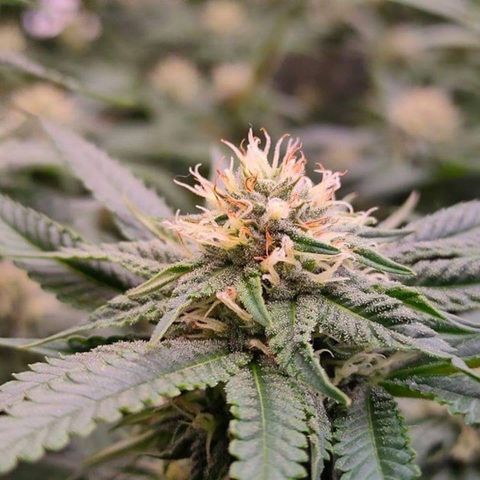Mimosa Evo growlog timeline photo