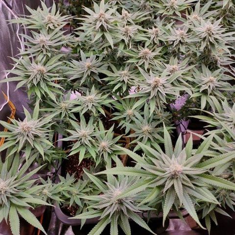 Mimosa Evo growlog timeline photo