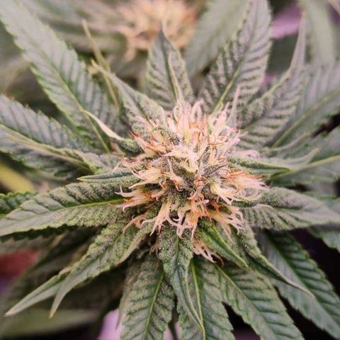 Mimosa Evo growlog timeline photo