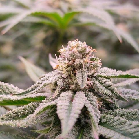 Mimosa Evo growlog timeline photo