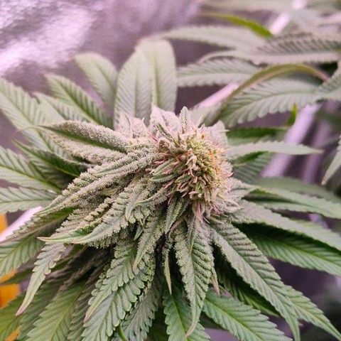 Mimosa Evo growlog photo: polyploïdes 😍😍😍