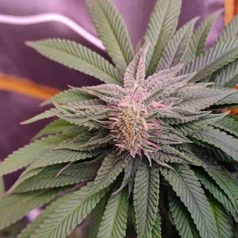 Mimosa Evo growlog photo: polyploïdes 😍😍😍