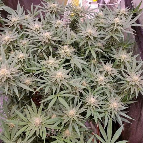 Mimosa Evo growlog timeline photo