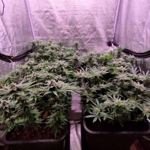 Mimosa Evo growlog timeline photo