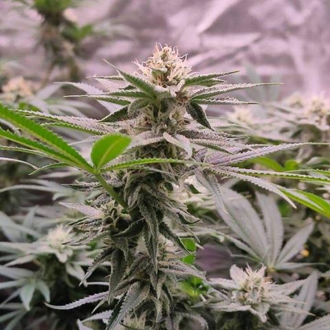 Mimosa Evo growlog timeline photo