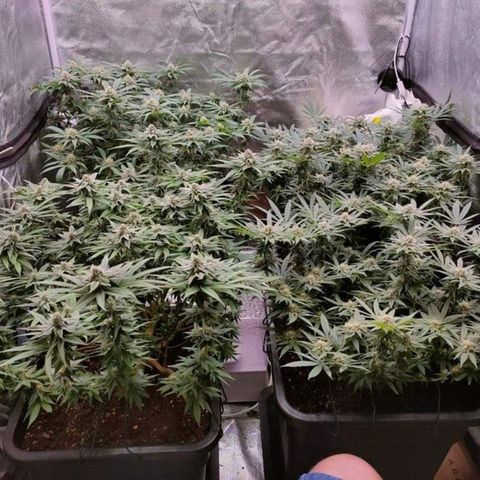 Mimosa Evo growlog timeline photo